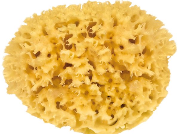Croll & Denecke Natural Mediterranean Sponge