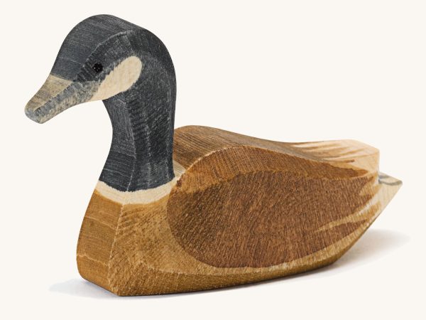 Ostheimer Canada Goose Swimming