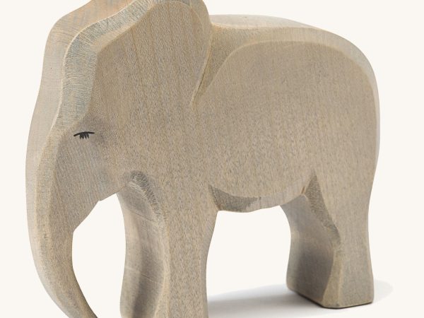 Ostheimer Elephant Male