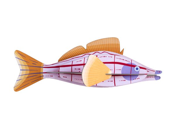 Studio Roof Longnose Hawkfish
